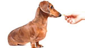 Tricks to Teach Your Dachshund Puppy